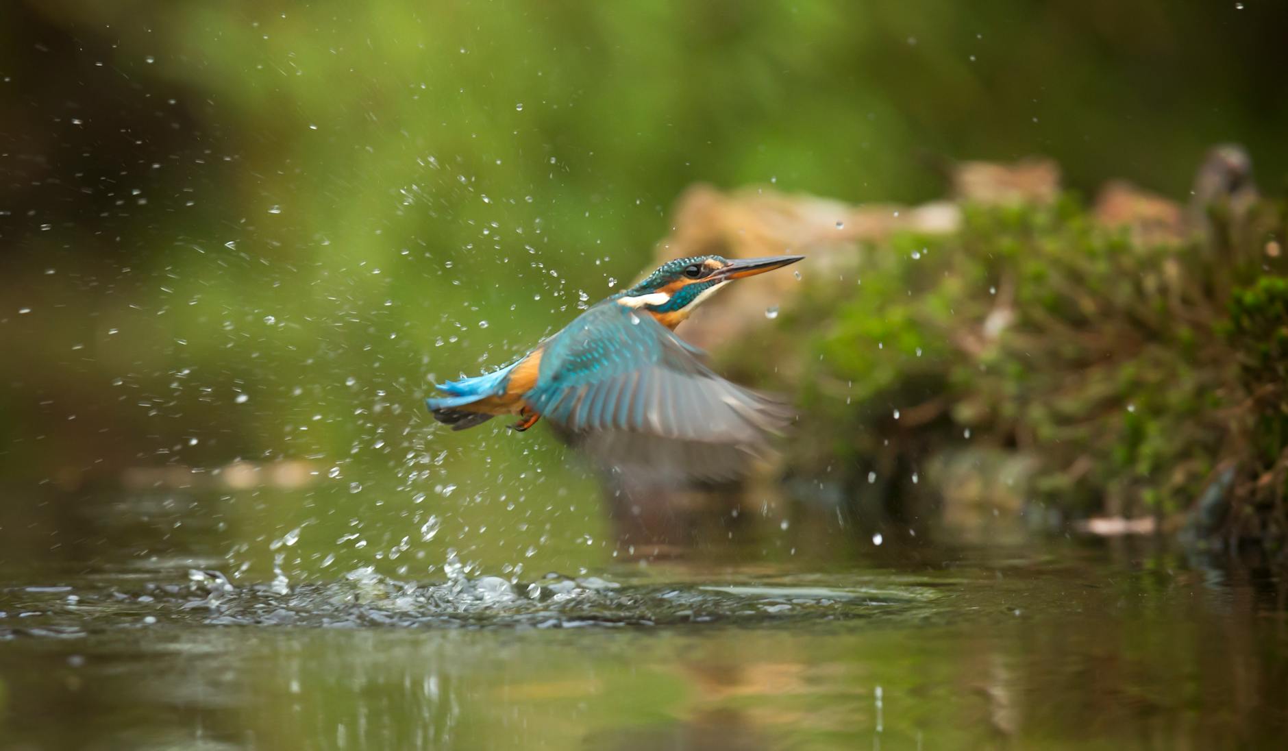 photo of common kingfisher flying above river